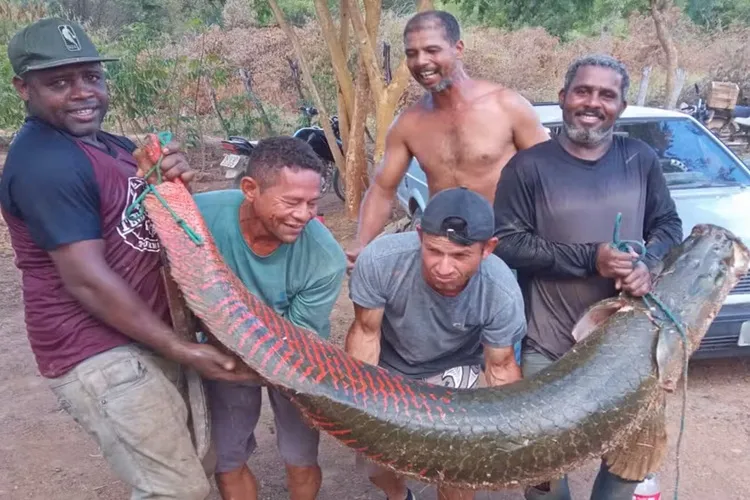 Pescadores capturam peixe de 80 kg no Rio São Francisco, em Malhada