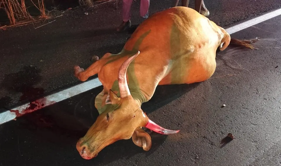 Passageiro fica ferido após carro colidir com boi na BR‑030, em Feira da Mata