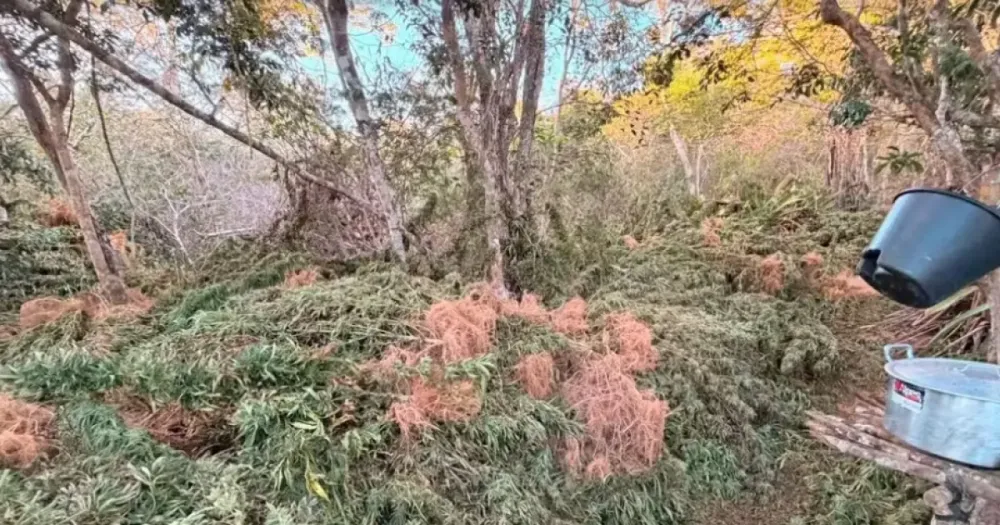 Polícia encontra 1,5 tonelada de maconha e destrói plantação na Chapada Diamantina