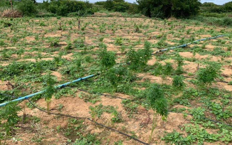 Mega plantação com 450 mil pés de maconha é encontrada e destruída pela PM no norte da Bahia