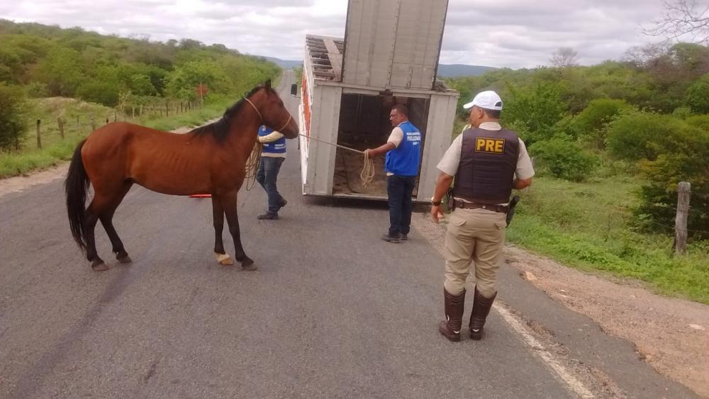 Sudoeste: Polícia Rodoviária Estadual apreende 15 animais na BA-263