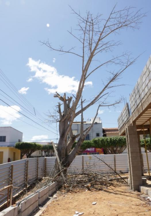 Prefeitura de Igaporã autuou e aplicou multa sobre empresa que destruiu árvores em praça pública