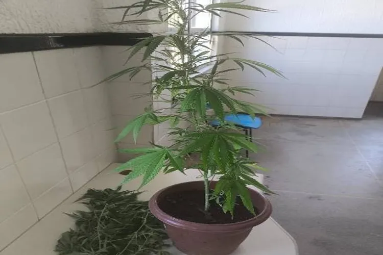 Polícia apreende pés de maconha dentro de casa em Urandi