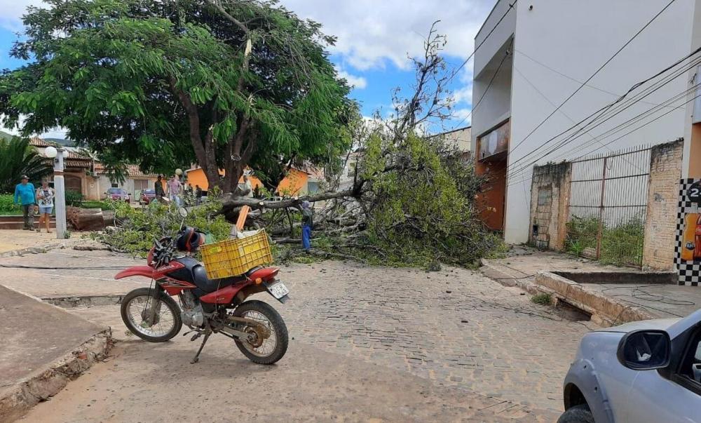 Árvore cai e causa estragos na rede de internet e telefonia na Praça Pompeu Fernandes em Caetité