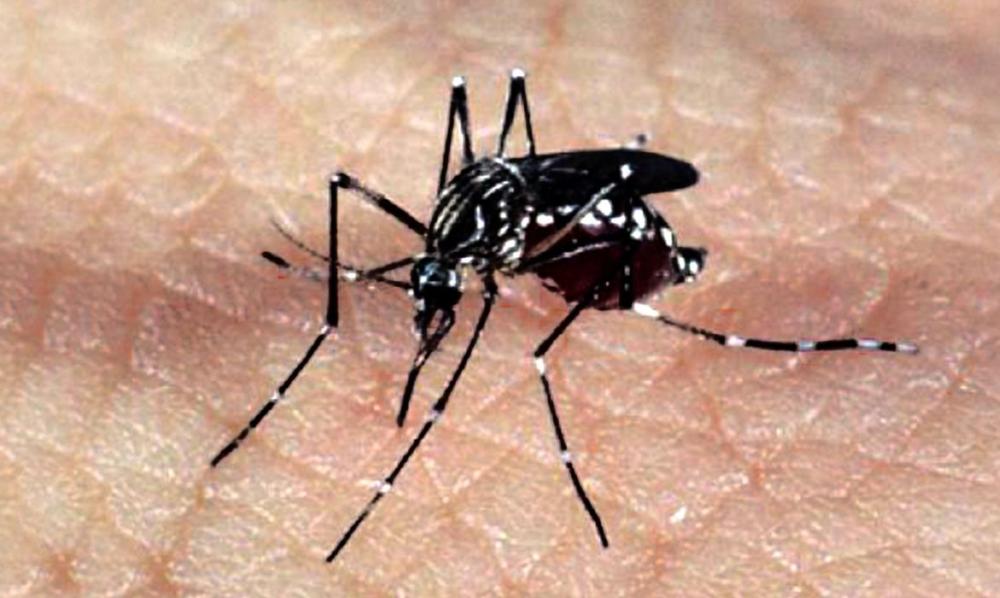 Brasil entra em alerta para epidemia de dengue