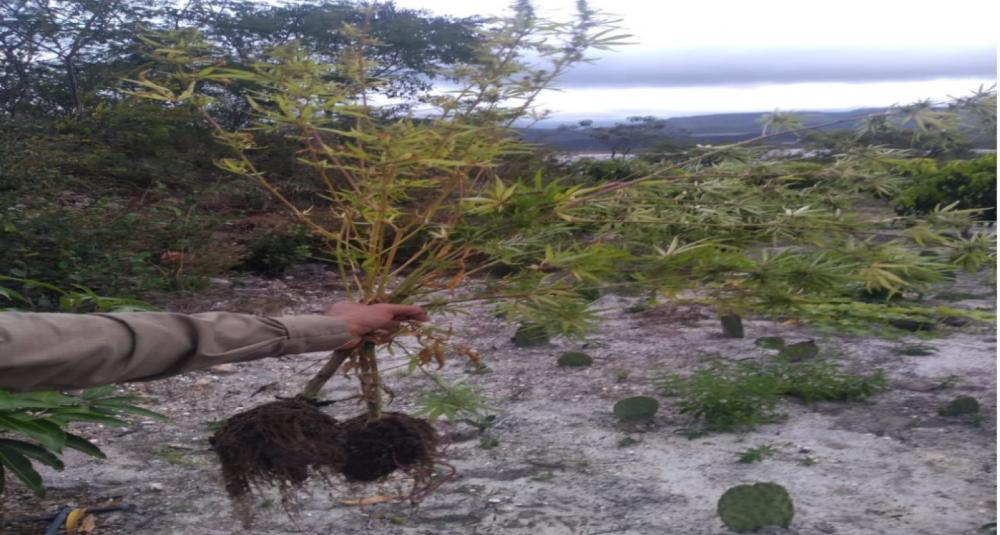 PM encontra roça de maconha em zona rural de Rio de Contas 