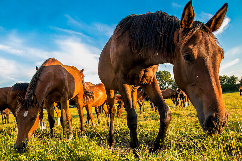 SINDAN alerta sobre a predisposição de gastrite em equinos
