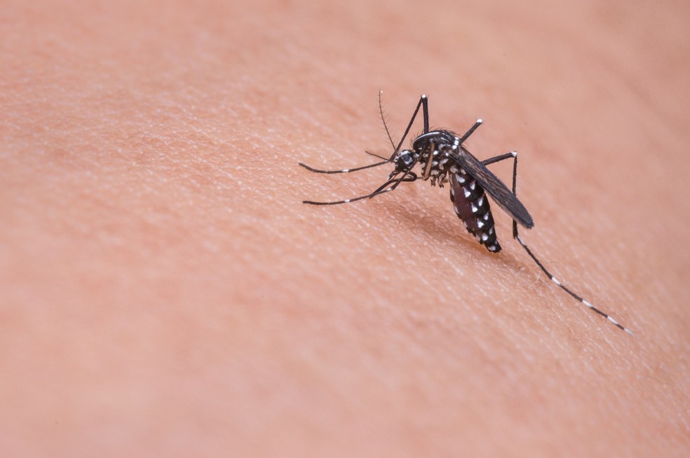 Bahia tem 255 cidades em alerta ou risco de surto de dengue, zika e chikungunya