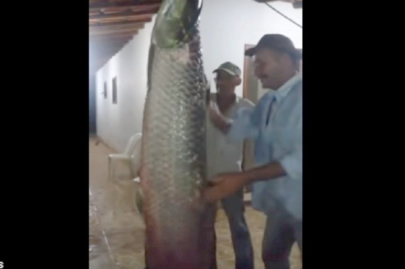 Pescadores capturam peixe de 69kg na zona rural de Livramento de Nossa Senhora