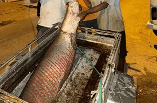 Pirarucu de 60 kg é pescado em lagoa na zona rural de Malhada
