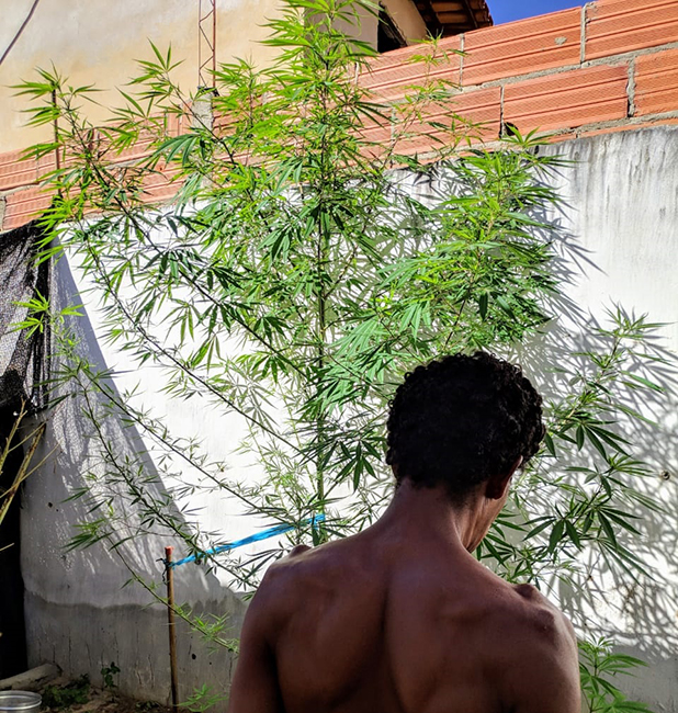 Caculé: Homem é preso após polícia encontrar plantação de maconha no quintal da casa dele