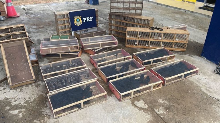 Região: Em abordagem na BR 116, PRF resgata 190 aves silvestres 