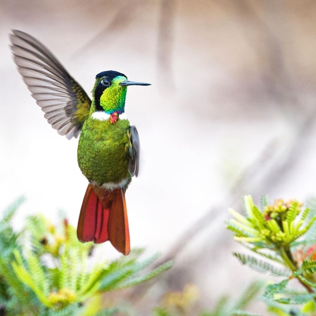 Chapada Diamantina: Beija-flor ‘gravatinha’ chama atenção por sua graça e beleza