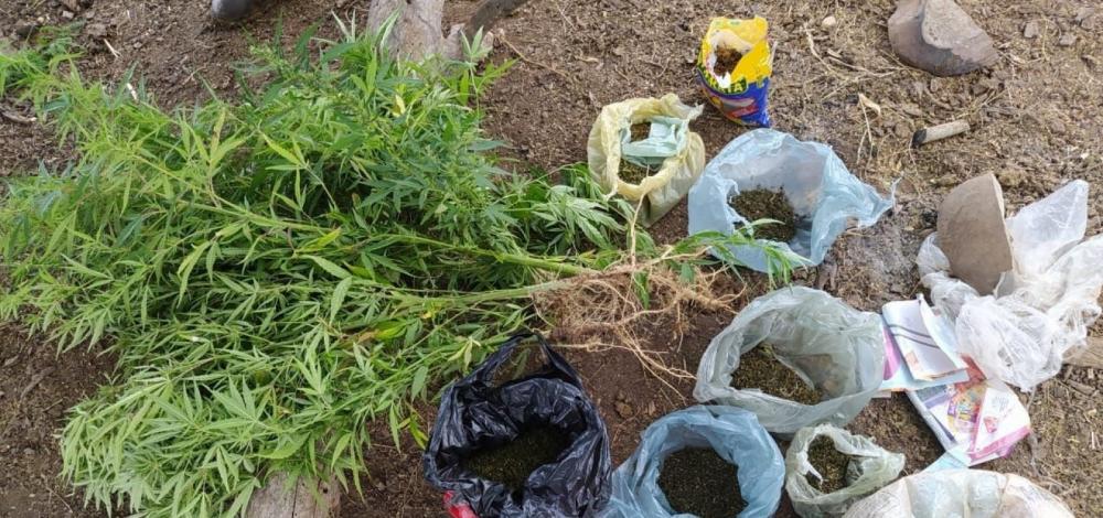 Idoso é preso com mil pés de maconha no norte da Bahia