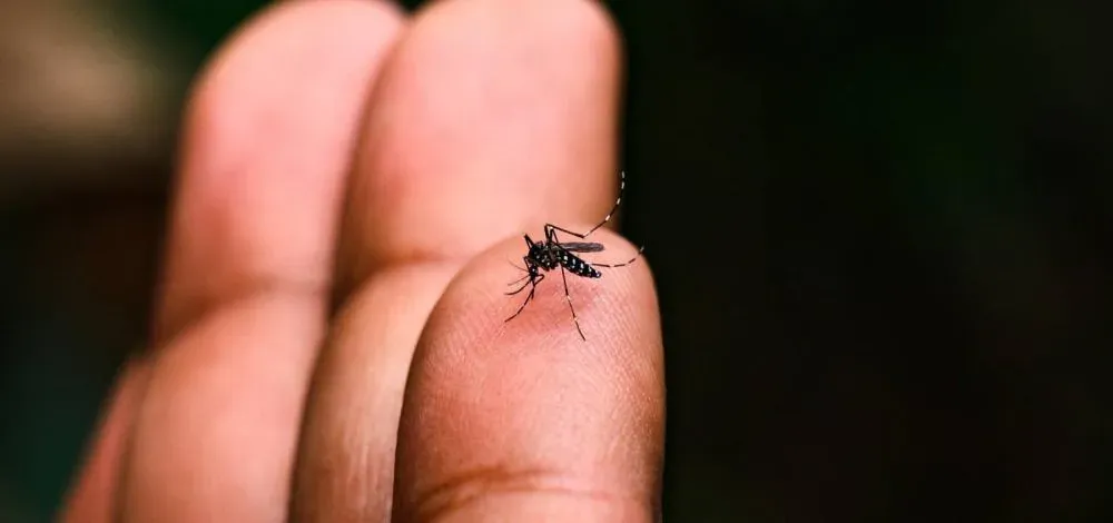LIRAa aponta alerta ou risco de Aedes em quase metade das cidades do Brasil