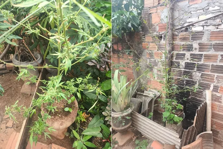 Homem é preso após agredir mulher e manter pés de maconha em casa em Mortugaba