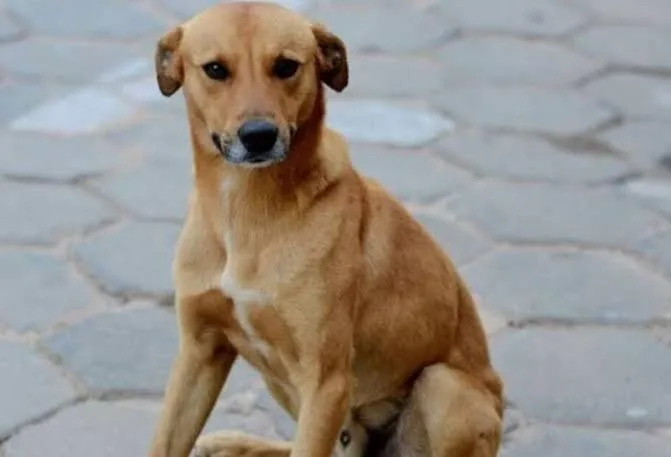 Cachorrinha morre após ser atingida por tiro em Brumado