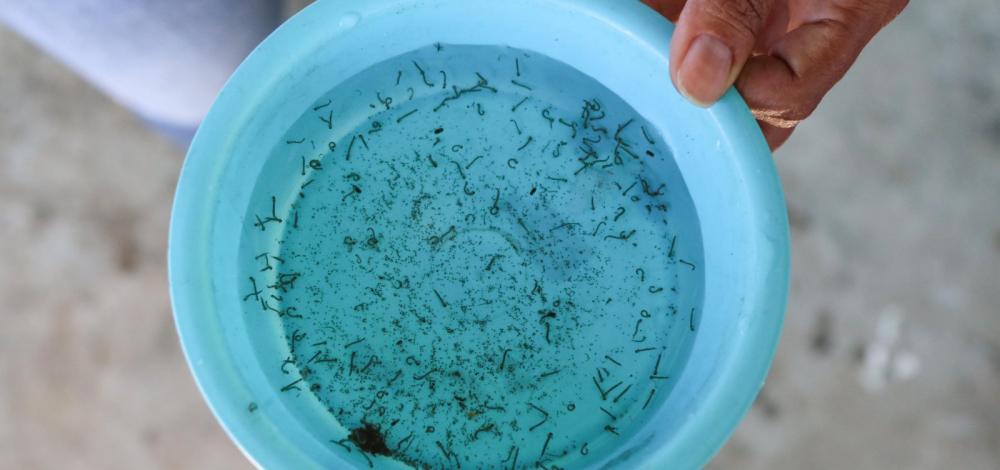 Região: Sesab confirma quarta morte por dengue no estado