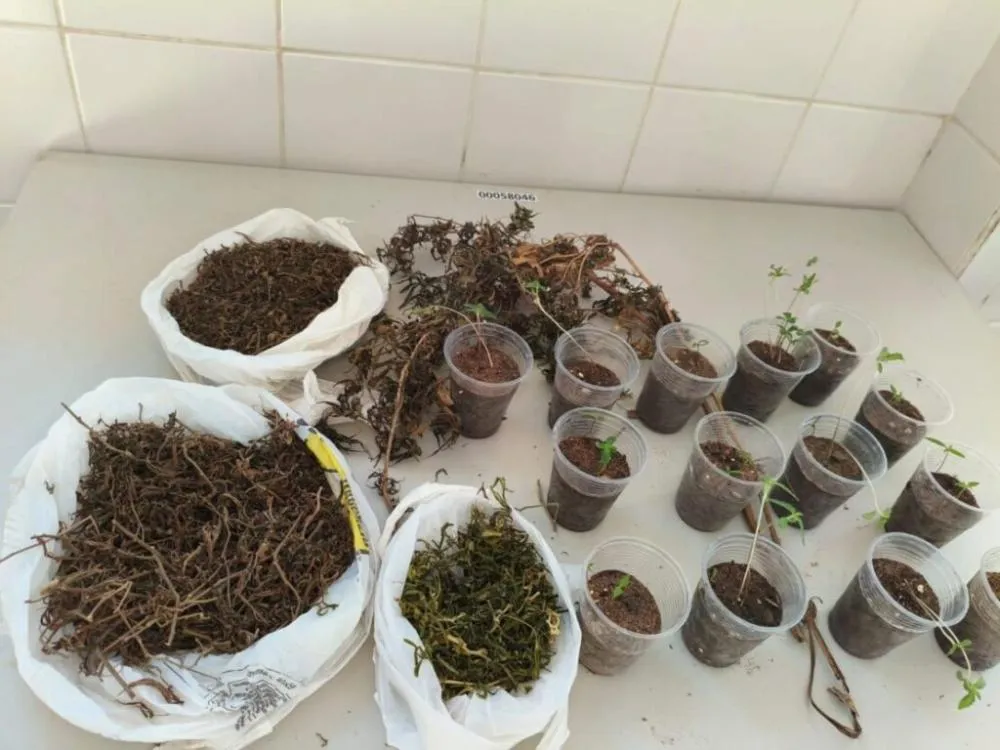 Polícia encontra plantação de maconha e prende suspeito na zona rural de Guanambi