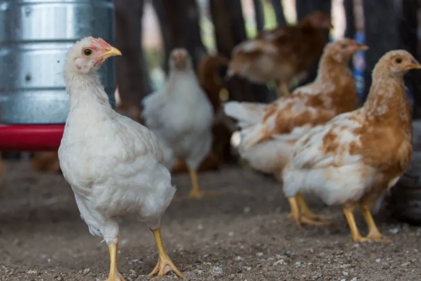 Produção de ovos caipiras ganha reforço milionário na Bahia