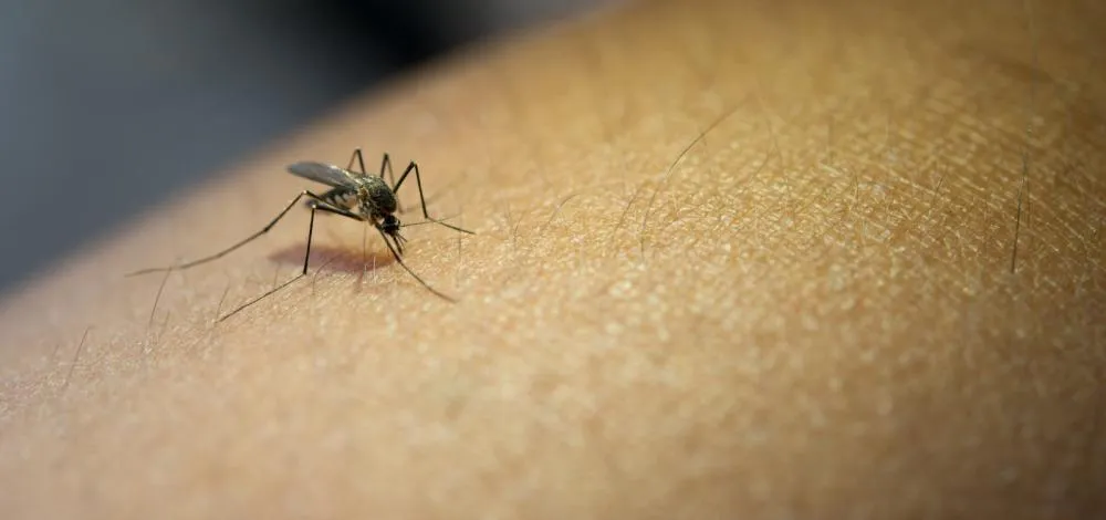 Vacina do Butantan contra dengue pode ser aprovada até o fim de 2025