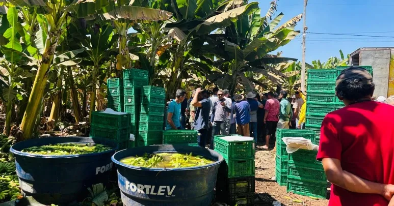 Produtores de banana fazem mobilização em Bom Jesus da Lapa contra baixa no preço da fruta