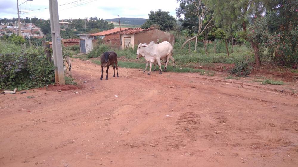 Moradores do bairro Prisco Viana, em Caetité, reclamam de gado solto na rua 