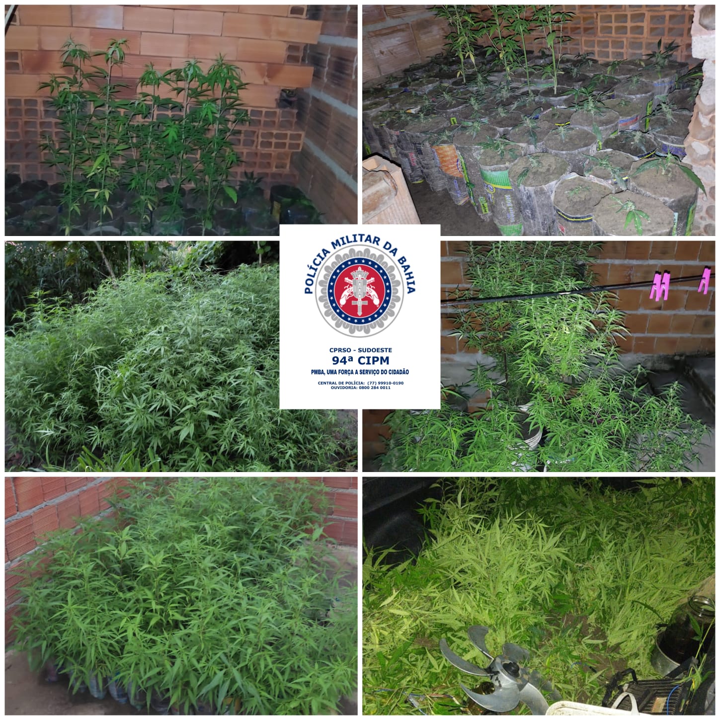 PM apreende cerca de mil pés de maconha em quintal de casa em Caetité