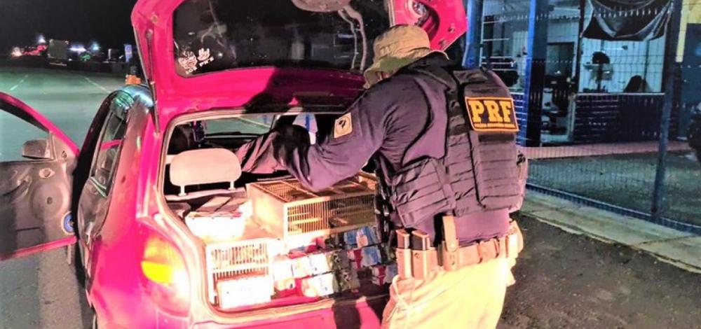 Polícia resgata mais de 1.000 pássaros silvestres amontoados em carro na BR 116