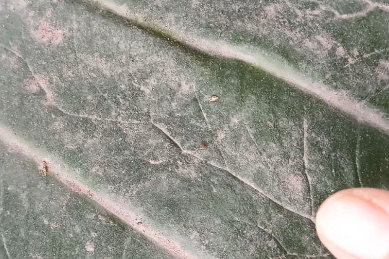 Moradores de Piatã, na Chapada Diamantina, denunciam mineradora por poluição em rio