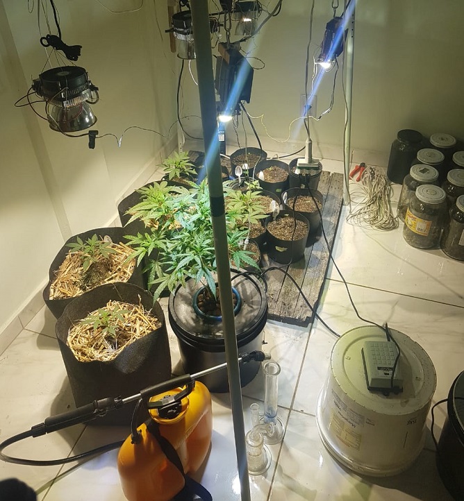 Sudoeste baiano: Bancário mantinha estufa para plantação de maconha