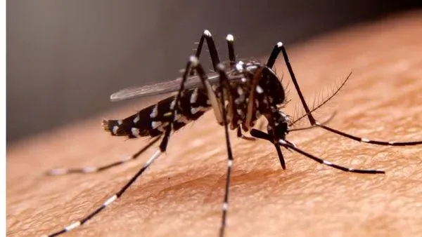 Mesmo com redução, seis cidades baianas vivem epidemia de dengue