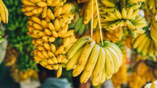 Bahia é segundo no ranking de produção de banana no país