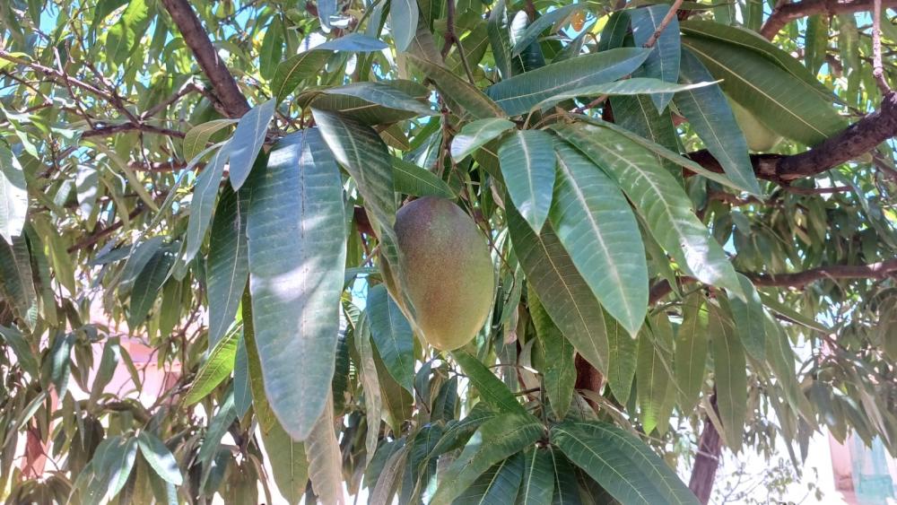 Pomar de manga é furtado em Livramento de Nossa Senhora