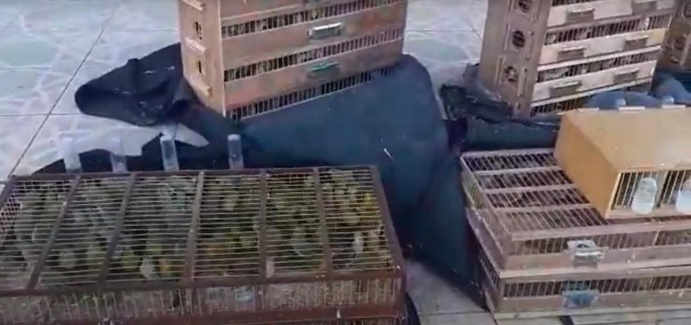 Região: PRF resgata 800 aves silvestres em carro de motorista por aplicativo 