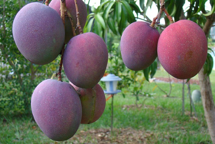 Cientistas da Uesb desenvolvem película que aumenta durabilidade da manga