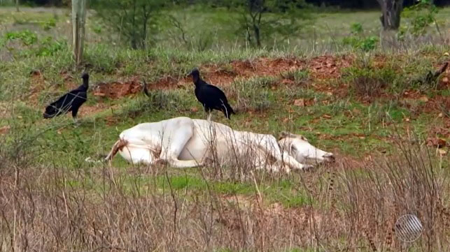 Sudoeste baiano: número de bois e vacas mortos em fazenda sobe para 125; suspeita é de intoxicação alimentar