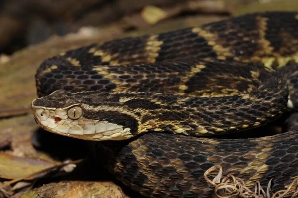 Bahia registra mais de 170 mil acidentes com picadas de serpentes em cinco anos