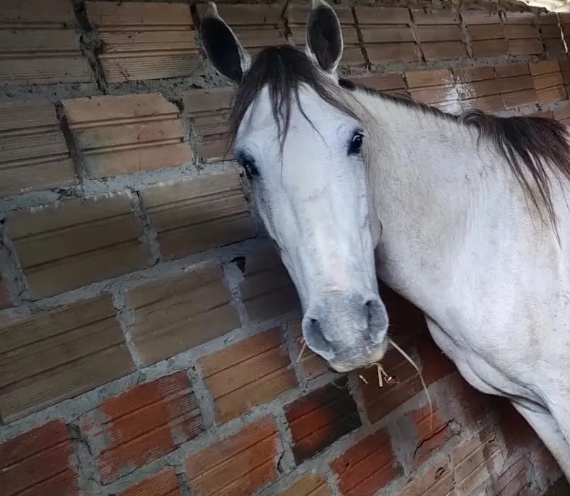 Polícia prende dois suspeitos de receptação de animais furtados em Poções