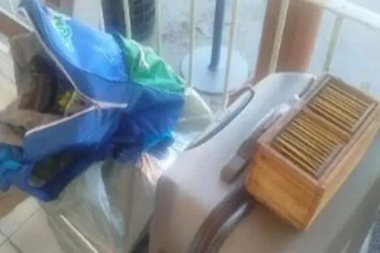 Polícia flagra transporte ilegal de curiós em Brumado