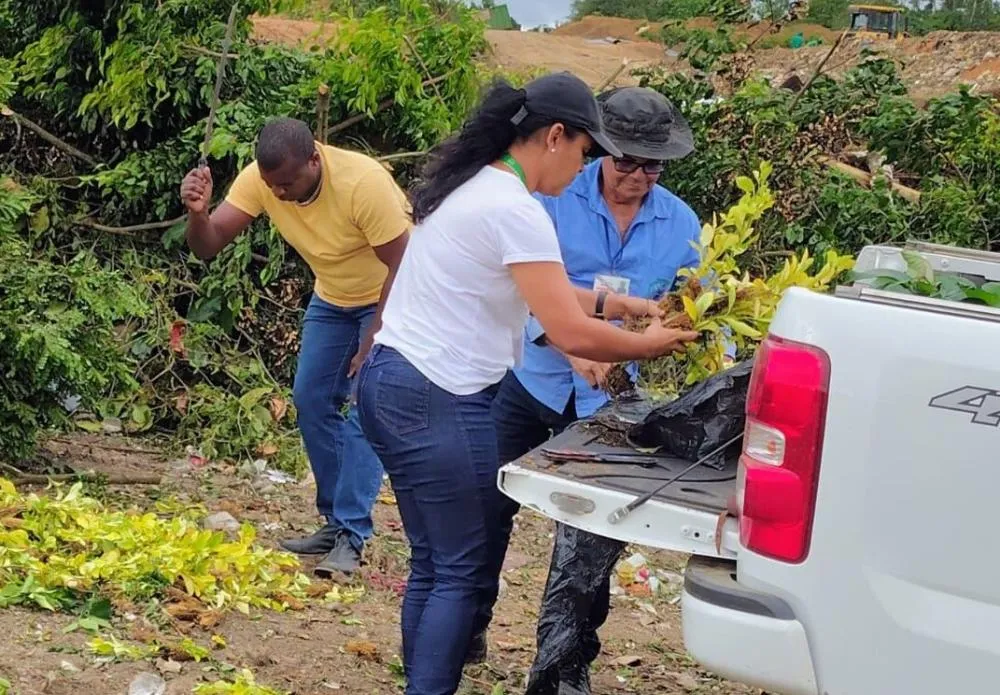 Fiscalização apreende mudas irregulares em Caetité