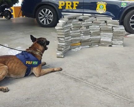 Cão farejador da PRF localiza 89 quilos de maconha em Vitória da Conquista