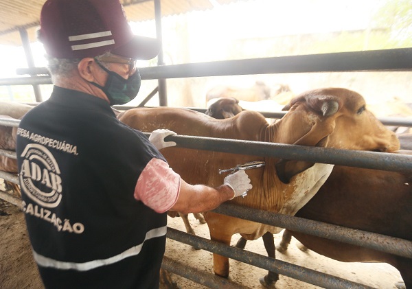 Vacinação contra febre aftosa é prorrogada até 31 de dezembro