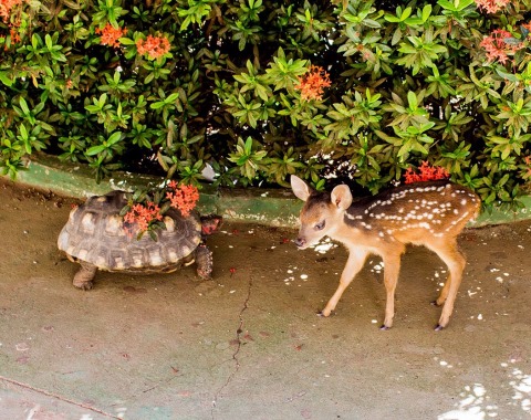 FPI apreende 14 pessoas e resgata 701 animais em municípios da Bacia do São Francisco