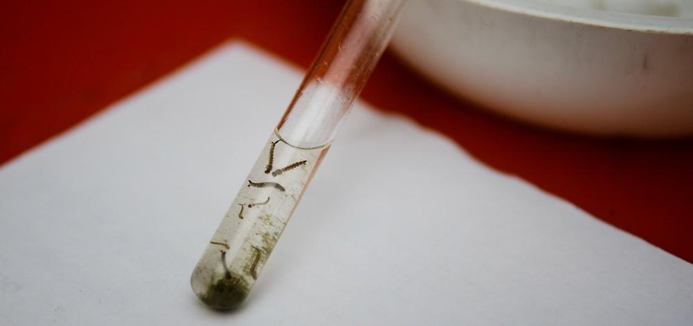 Bahia e outros 10 estados podem ter surto de dengue a partir de março, diz ministério