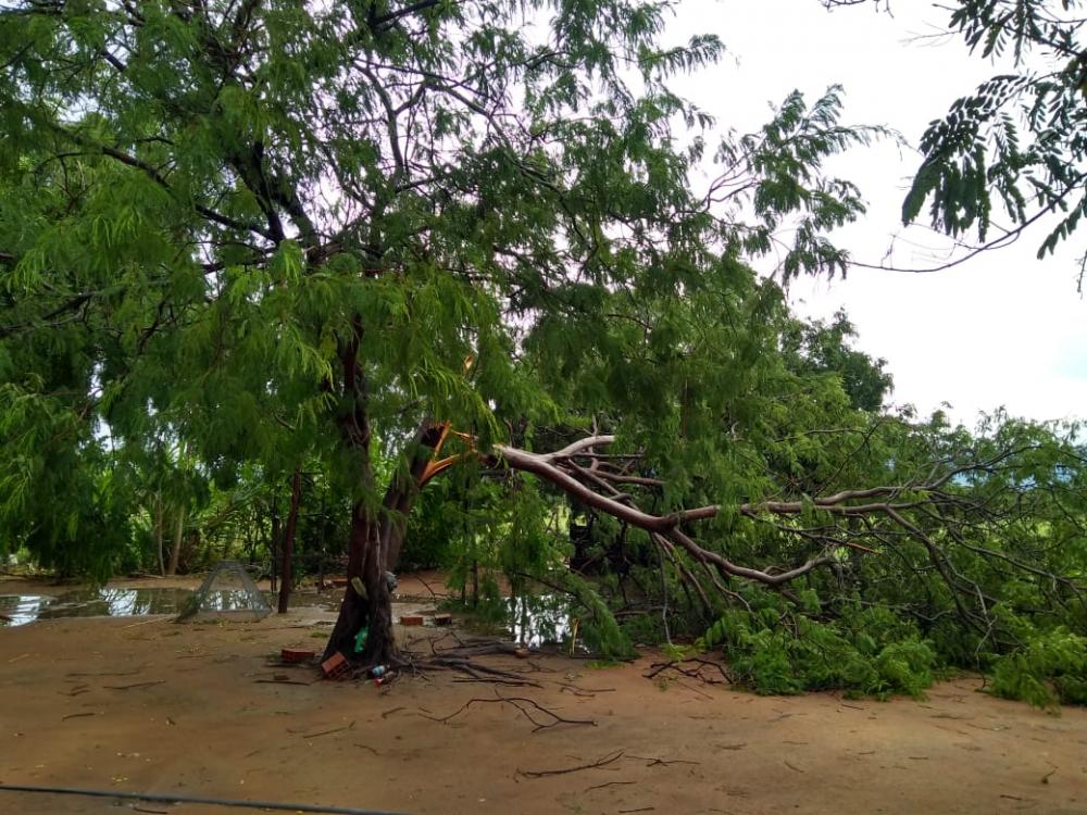 Chuva e ventania derrubam árvores e assusta moradores na zona rural de Guanambi