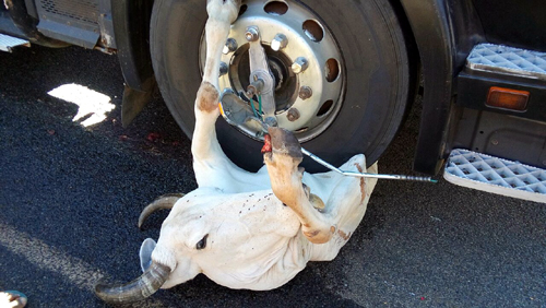 Carreta colide contra bovinos e sete morrem com o impacto na BR-430