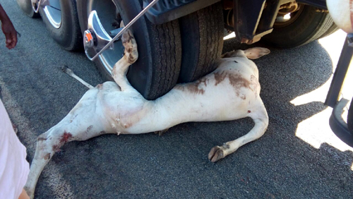 Carreta colide contra bovinos e sete morrem com o impacto na BR-430