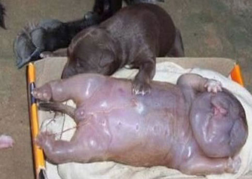 Cadela dá luz a “cachorro humano” e choca população