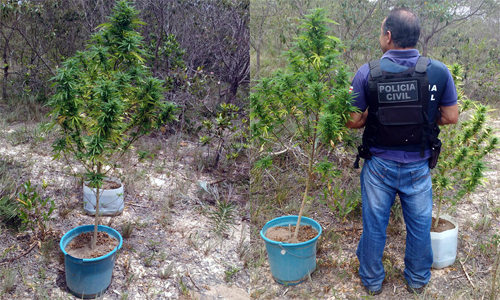 Mais de 1000 pés de maconha são incinerados pela polícia em Ibicoara 